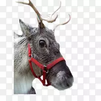 驯鹿,鹿角,鼻子,男性问候语和便笺卡.驯鹿-空若网 驯鹿,鹿角,鼻子,男性问候语和便笺卡.驯鹿-空若网