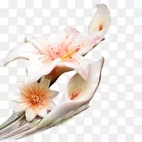 香椿-百合图标-花束-空若网 香椿-百合图标-花束-空若网