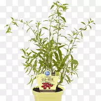 ÒÑ»éÌÙ±¾Ö²ÎèÛè½£¬½ðÒø»¨»¨Ô°£¬»¨µê£¬½¬¹û-¿ÕÈôÍø ÒÑ»éÌÙ±¾Ö²ÎèÛè½£¬½ðÒø»¨»¨Ô°£¬»¨µê£¬½¬¹û-¿ÕÈôÍø