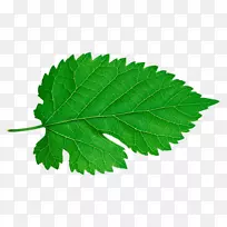 ֲ��ҶƬ����-������