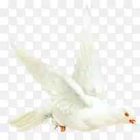 科伦布鸟,鹅,锡尼鸭-鸟-空若网 科伦布鸟,鹅,锡尼鸭-鸟-空若网