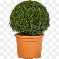 灌木苗圃花园中心花盆圣维托-空若网 灌木苗圃花园中心花盆圣维托-空若网