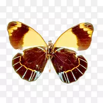 ë���׵ĺ�������-������