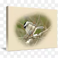 燕雀、黄雀、昆虫、喙昆虫-空若网 燕雀、黄雀、昆虫、喙昆虫-空若网