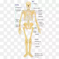 人体骨骼-骨骼系统-骨骼-空若网 人体骨骼-骨骼系统-骨骼-空若网
