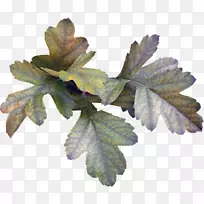 Ò¶Ê÷-Ò¶-¿ÕÈôÍø Ò¶Ê÷-Ò¶-¿ÕÈôÍø