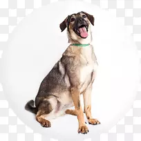 狗繁殖小狗带鼻子-小狗-空若网 狗繁殖小狗带鼻子-小狗-空若网