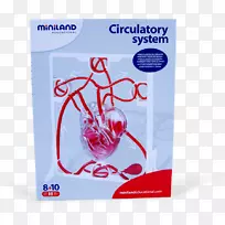 人类心脏科学泵字体-心脏-空若网 人类心脏科学泵字体-心脏-空若网