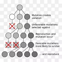 ��Ȼѡ�񡢽�������ѧ���Ŵ�����-��ѧ-������