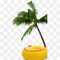 槟榔科椰子树-椰子树-空若网 槟榔科椰子树-椰子树-空若网