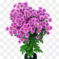 菊花切花-空若网 菊花切花-空若网