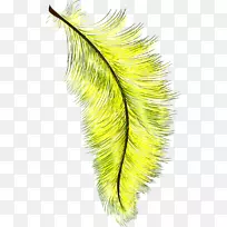 羽毛睫毛-空若网 羽毛睫毛-空若网