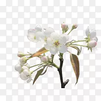 花卉设计春天切花樱花梨枝条-空若网 花卉设计春天切花樱花梨枝条-空若网