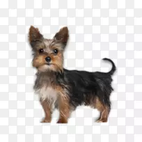 约克郡猎犬波士顿猎犬-小狗-空若网 约克郡猎犬波士顿猎犬-小狗-空若网