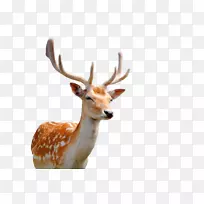 高效视频编码鹿,android 64位计算逻辑-梅花鹿脸特写-空若网 高效视频编码鹿,android 64位计算逻辑-梅花鹿脸特写-空若网