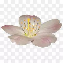 印加苹果花百合-空若网 印加苹果花百合-空若网