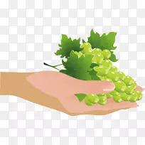 葡萄葡萄干装饰设计-空若网 葡萄葡萄干装饰设计-空若网