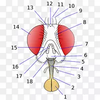 ��Ӭ˫��Ŀ������̬�о�-������