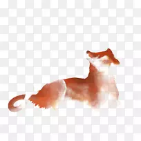 胡须红狐猫鼻子尾猫-空若网 胡须红狐猫鼻子尾猫-空若网