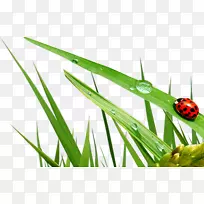 昆虫瓢虫草本植物剪贴画瓢虫-空若网 昆虫瓢虫草本植物剪贴画瓢虫-空若网