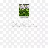 开花植物-空若网 开花植物-空若网