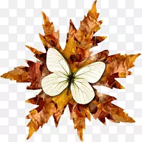 ë���׵ĺ����Գƺ���-������