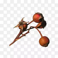 昆虫食物-昆虫-空若网 昆虫食物-昆虫-空若网