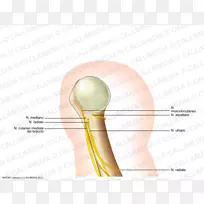 肩角设计-空若网 肩角设计-空若网