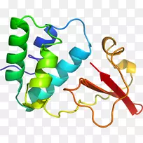 人体珠宝线有机体剪贴画线-空若网 人体珠宝线有机体剪贴画线-空若网