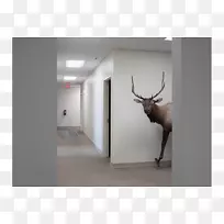 当代摄影博物馆卢卡斯·福格利亚:自然-自然摄影师-摄影师-空若网 当代摄影博物馆卢卡斯·福格利亚:自然-自然摄影师-摄影师-空若网