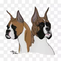 义和团谷斗牛犬培育鼻子-拳击手犬-空若网 义和团谷斗牛犬培育鼻子-拳击手犬-空若网