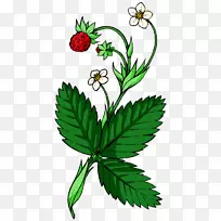 ����ʳҶֲ�ﾥ������.Ұ����ݮ-������