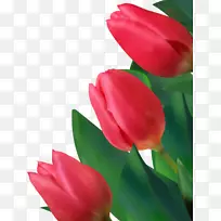 郁金香花-有水滴花瓣-空若网 郁金香花-有水滴花瓣-空若网