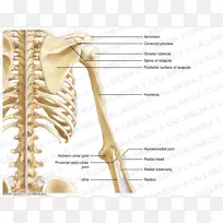 尺神经肘神经系统前臂-空若网 尺神经肘神经系统前臂-空若网
