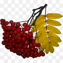 山毛榉剪贴画-山楂-空若网 山毛榉剪贴画-山楂-空若网