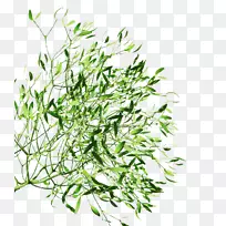 草本植物茎草亚灌木叶-空若网 草本植物茎草亚灌木叶-空若网