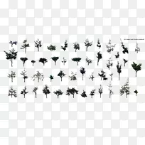 草白叶科字体叶-空若网 草白叶科字体叶-空若网