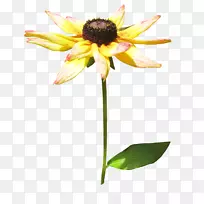普通向日葵RAR剪贴画-小野菊花-空若网 普通向日葵RAR剪贴画-小野菊花-空若网