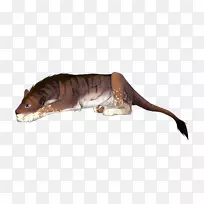 大猫陆生动物鼻子猫-空若网 大猫陆生动物鼻子猫-空若网