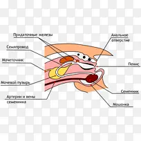 ����������ֳϵͳ��ֳ��-������