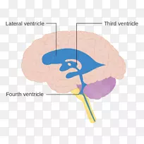脑室系统人脑解剖脑室-脑-空若网 脑室系统人脑解剖脑室-脑-空若网