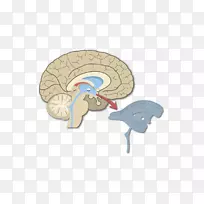 脑室系统室间孔中央管侧脑室-脑-空若网 脑室系统室间孔中央管侧脑室-脑-空若网