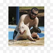 公牛猎犬繁殖非运动团体的鼻子-公牛猎犬-空若网 公牛猎犬繁殖非运动团体的鼻子-公牛猎犬-空若网