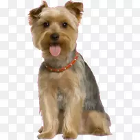 训犬-养狗-空若网 训犬-养狗-空若网