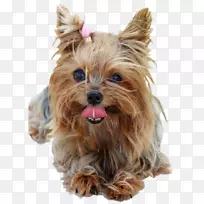 约克郡猎犬,波士顿猎犬,澳大利亚丝质猎犬,苏格兰猎犬-小狗-空若网 约克郡猎犬,波士顿猎犬,澳大利亚丝质猎犬,苏格兰猎犬-小狗-空若网