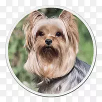 约克郡猎犬,澳大利亚丝状猎犬,澳大利亚猎犬,莫基诺福克猎犬-小狗-空若网 约克郡猎犬,澳大利亚丝状猎犬,澳大利亚猎犬,莫基诺福克猎犬-小狗-空若网