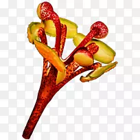 果热情花-空若网 果热情花-空若网