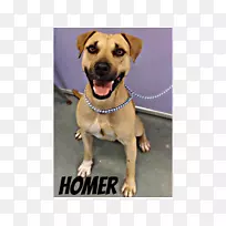 犬种黑嘴犬运动团体鼻子-斗牛犬-空若网 犬种黑嘴犬运动团体鼻子-斗牛犬-空若网