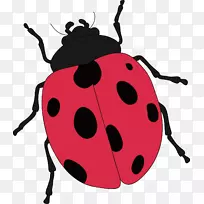 昆虫蝴蝶剪贴画-瓢虫-空若网 昆虫蝴蝶剪贴画-瓢虫-空若网