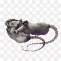 猫毛鼻子-猫-空若网 猫毛鼻子-猫-空若网